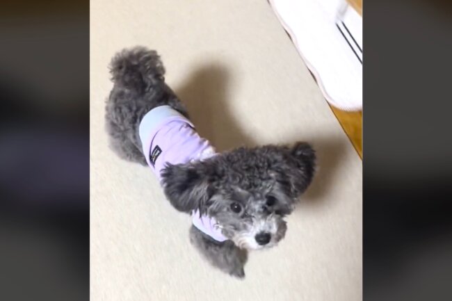 トイプードル,動画