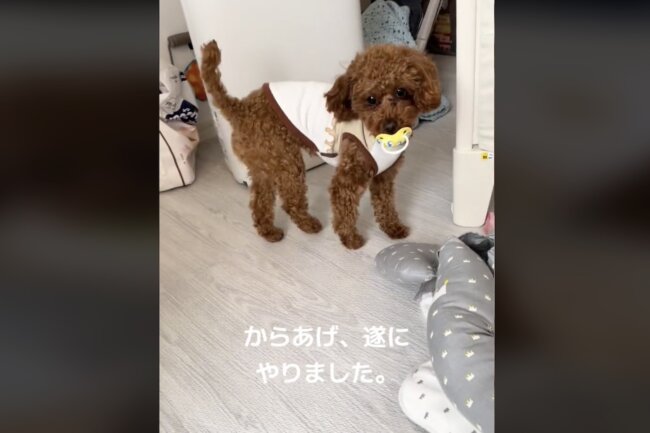 トイプードル,動画