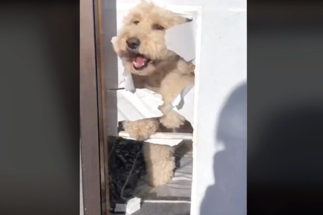 トイプードル,動画