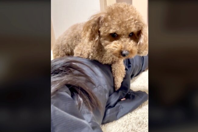 トイプードル,動画