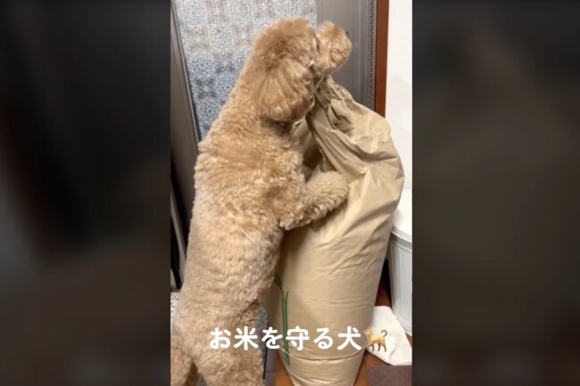 トイプードル,動画