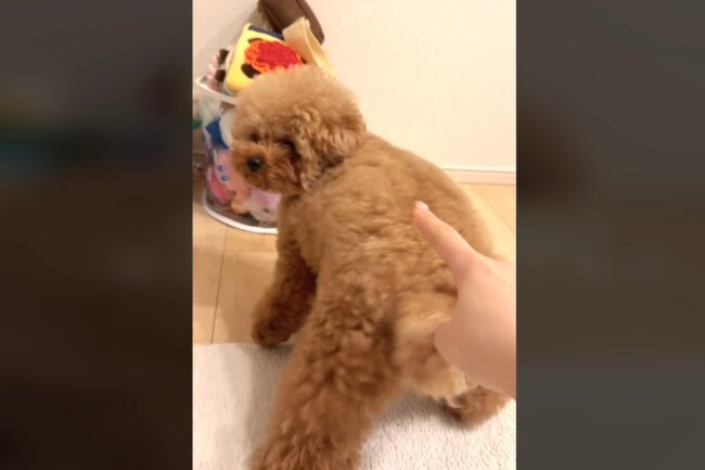 トイプードル,動画