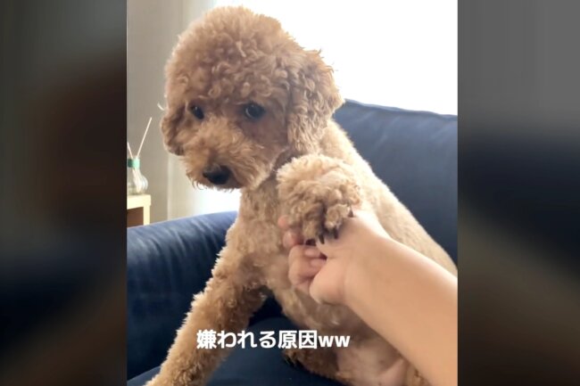 トイプードル,動画