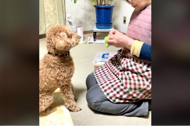 トイプードル,動画