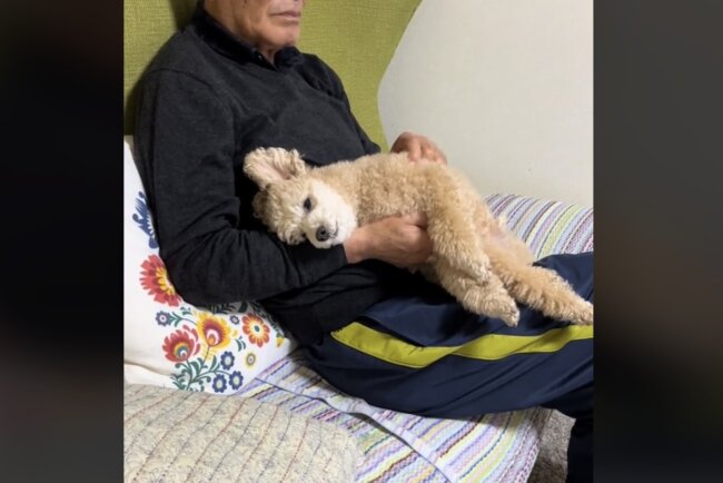 トイプードル,動画