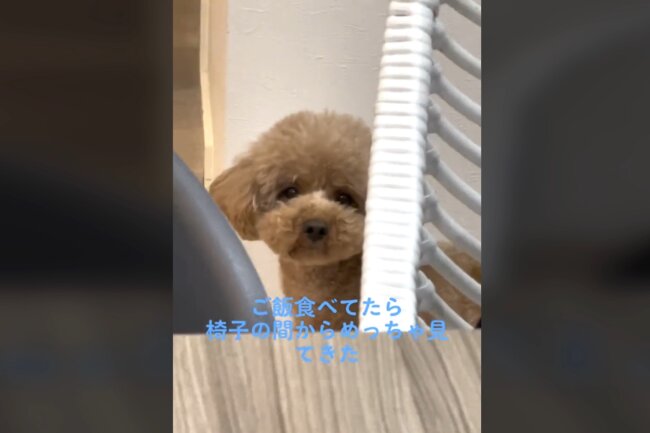 トイプードル,動画