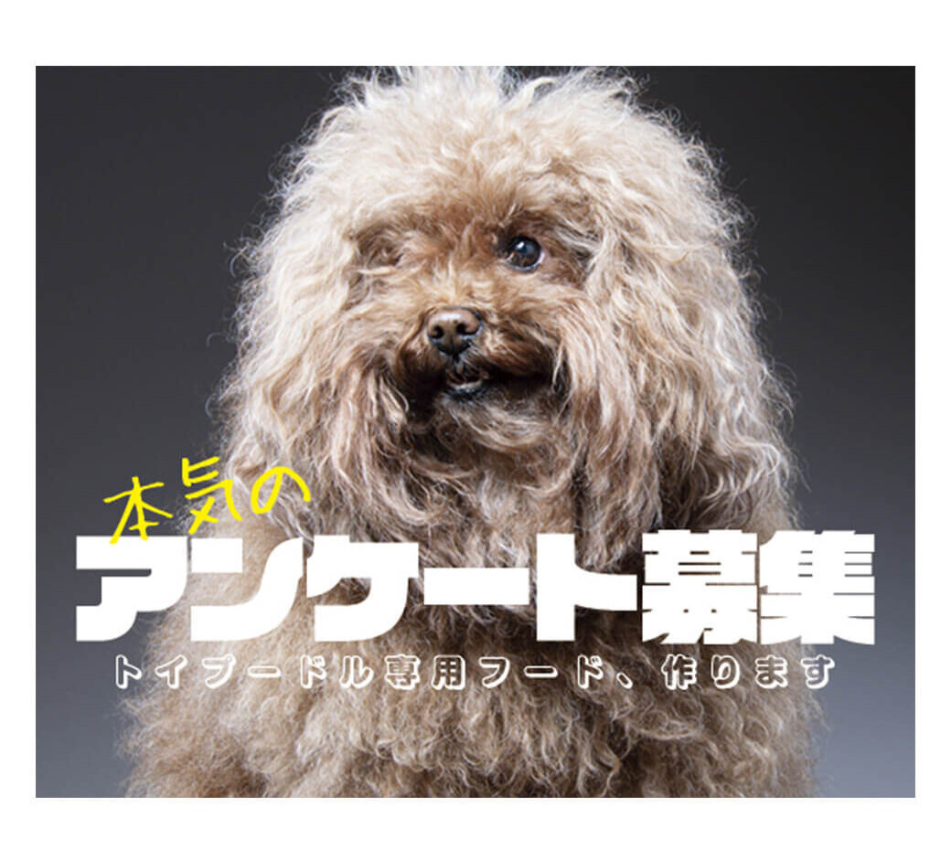 本気のアンケート募集】完全トイプードル専用のドッグフードを作ります