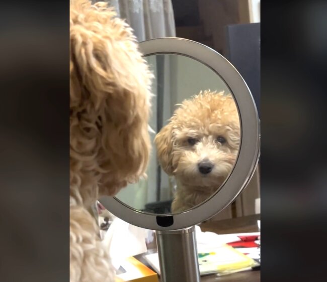 トイプードル,動画