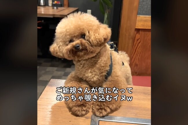 トイプードル,動画