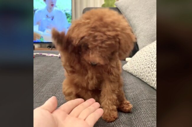 トイプードル,動画