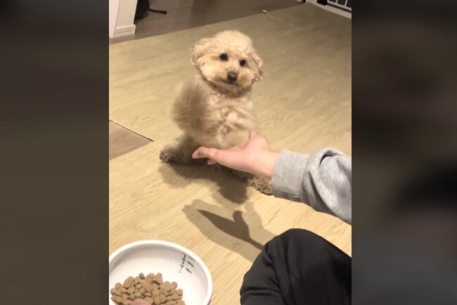 トイプードル,動画