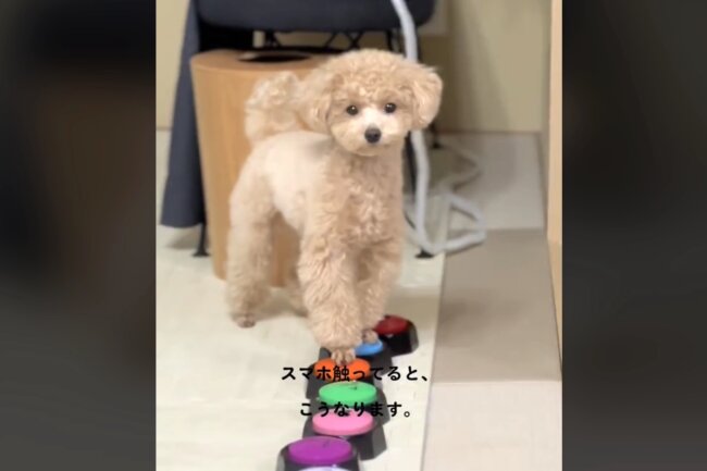 トイプードル,動画