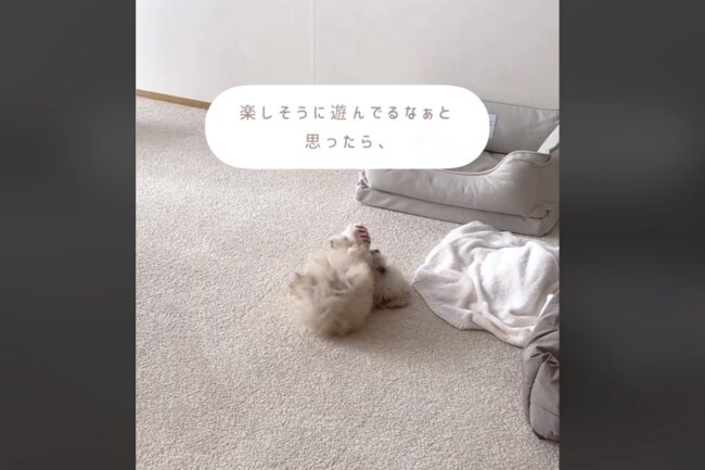 トイプードル,動画