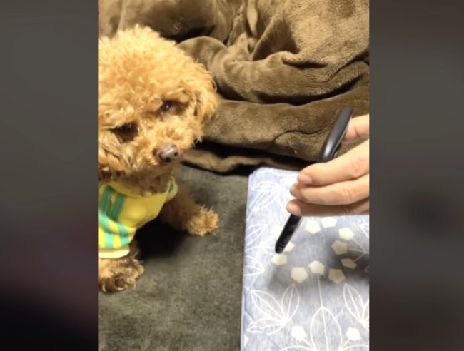 トイプードル,動画