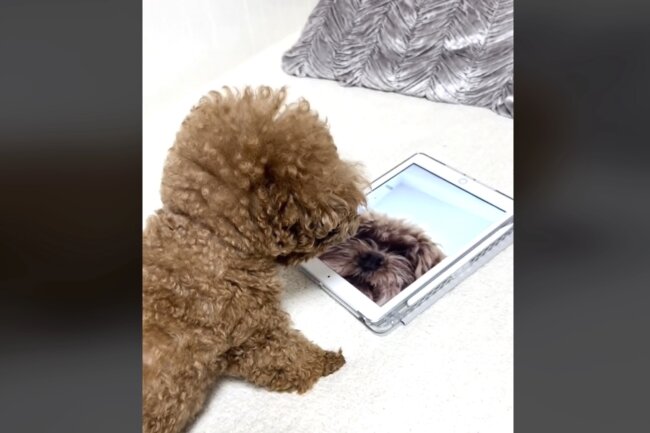 トイプードル,動画