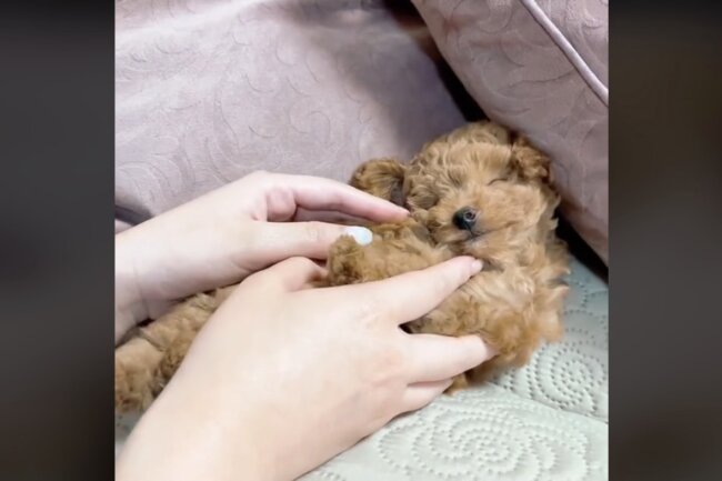 トイプードル,動画