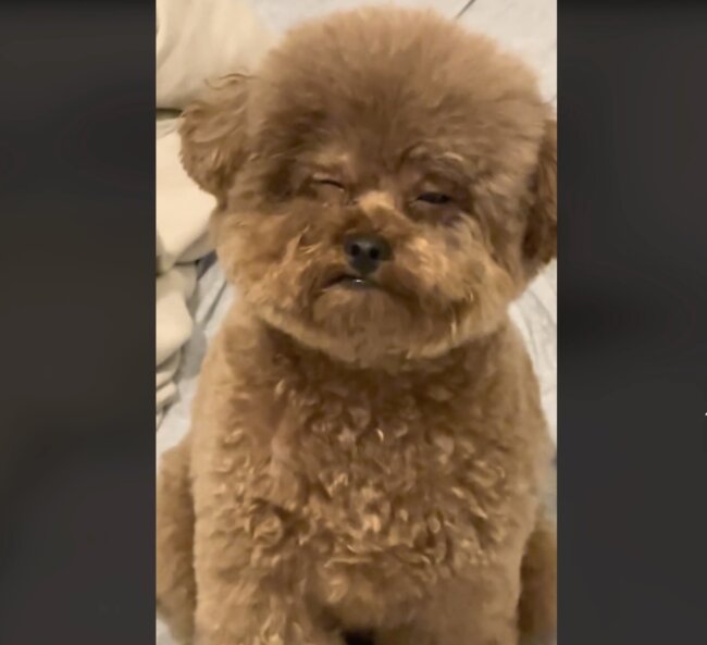 トイプードル,動画