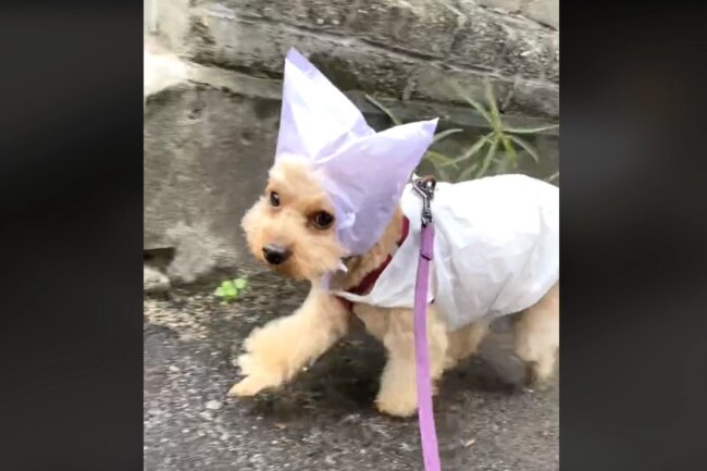 トイプードル,動画