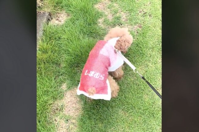 トイプードル,動画