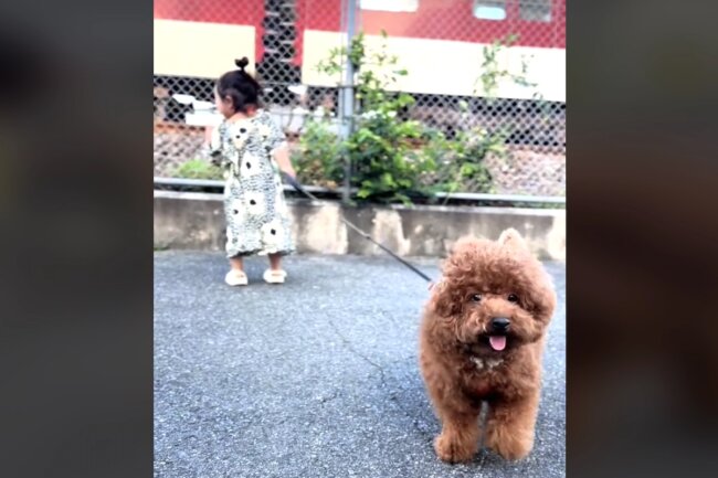 トイプードル,動画