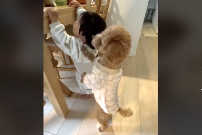 トイプードル,動画