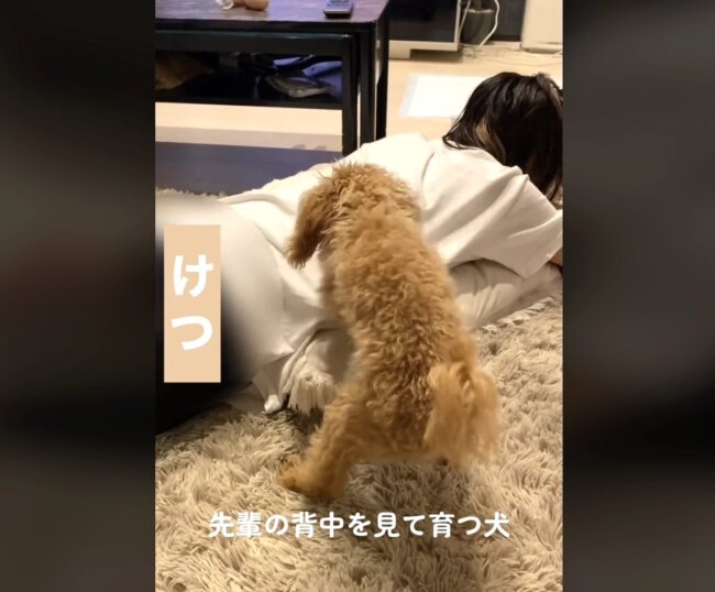 トイプードル,動画