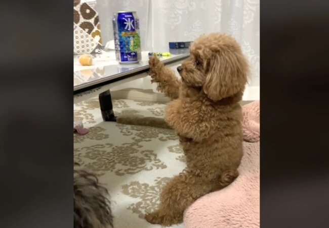 トイプードル,動画