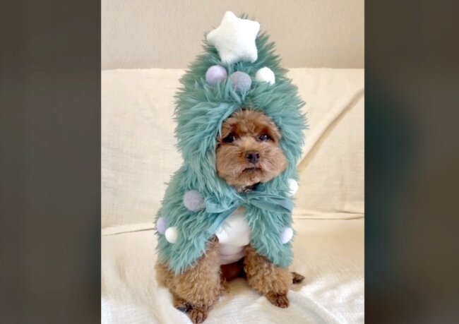 トイプードル,動画