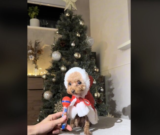 トイプードル,動画