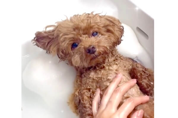 飼い主に「さすがにくつろぎすぎ」と言われたお風呂大好きトイプードル