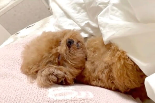 飼い主が朝起きて隣を見たら…自分が犬であることを忘れてるっぽいトイ