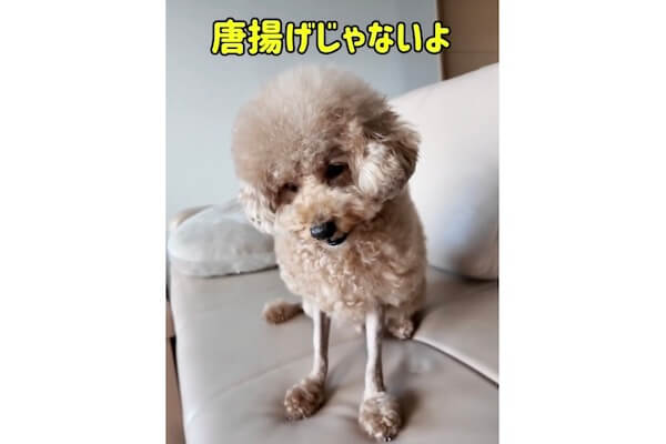 脚の写真がスマホに料理認定されるトイプードルがやっぱりアレにしか