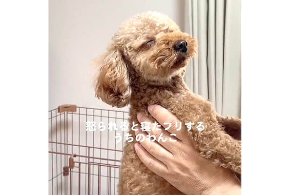 あるある？叱られると寝たふりで乗り切ろうとするトイプードル【動画