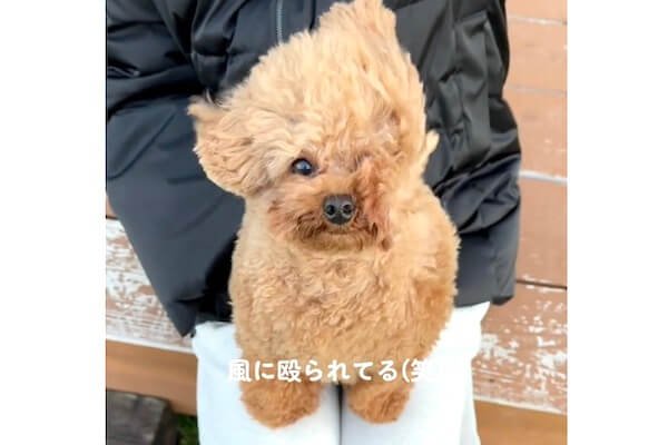 風に殴られてる」と投稿されたトイプードルがだいぶ変形しててごめん