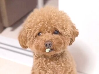 トイプードル