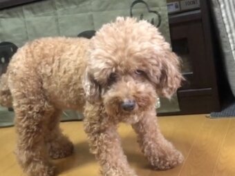 トイプードル
