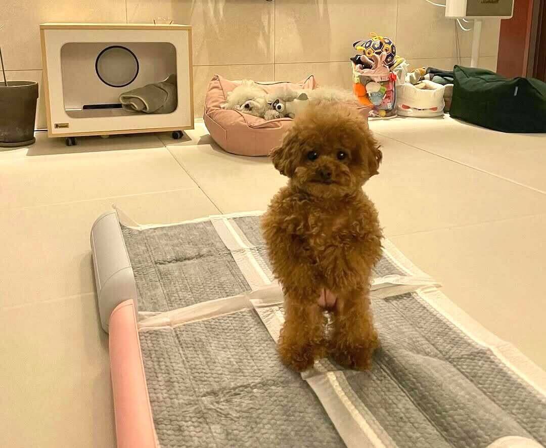 いっしょにあそぼー」仁王立ちのトイプードルが話をしたそうにこっちを