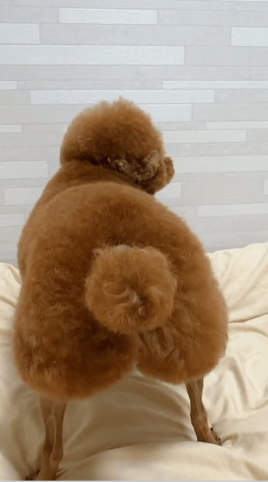 出典：Instagram（＠pino0104s）