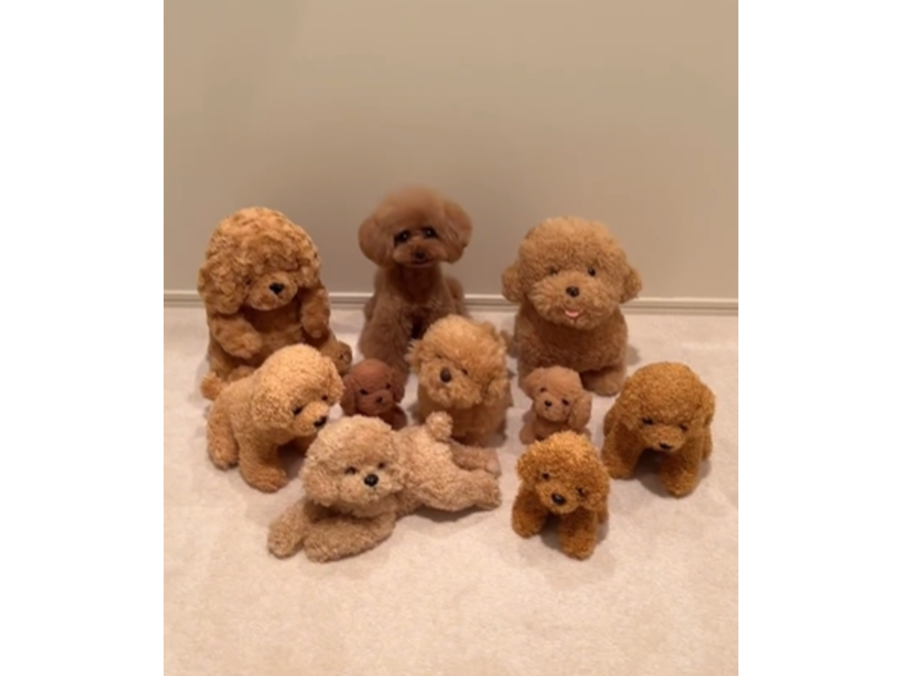 飼い主が帰宅するとぬいぐるみたちがお出迎え。おや、ひとつだけ本物の