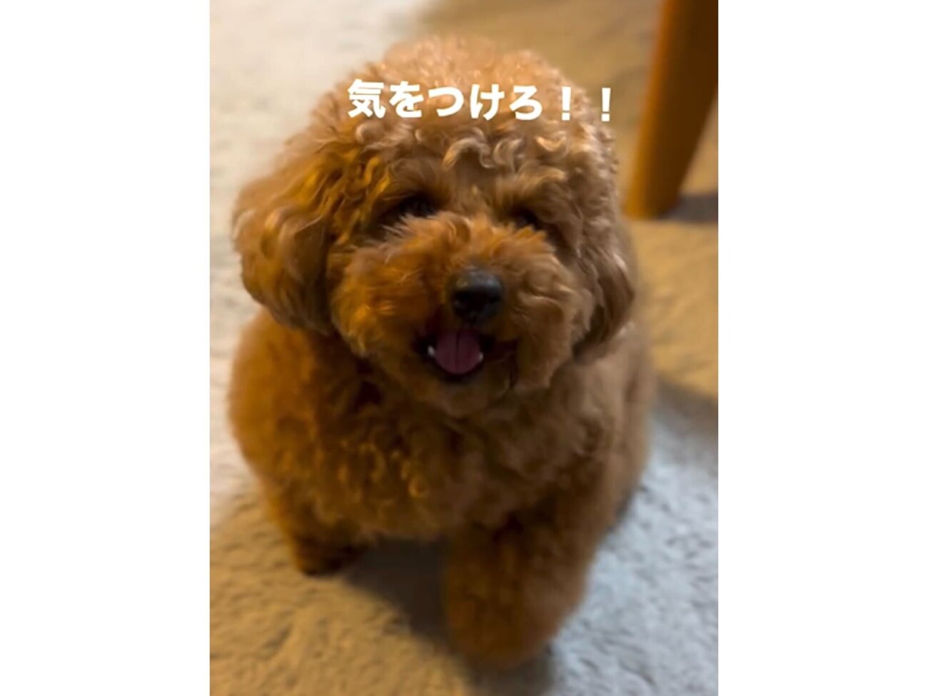 きをつけろ！」9万いいねがついたトイプードルからの忠告。その結末が