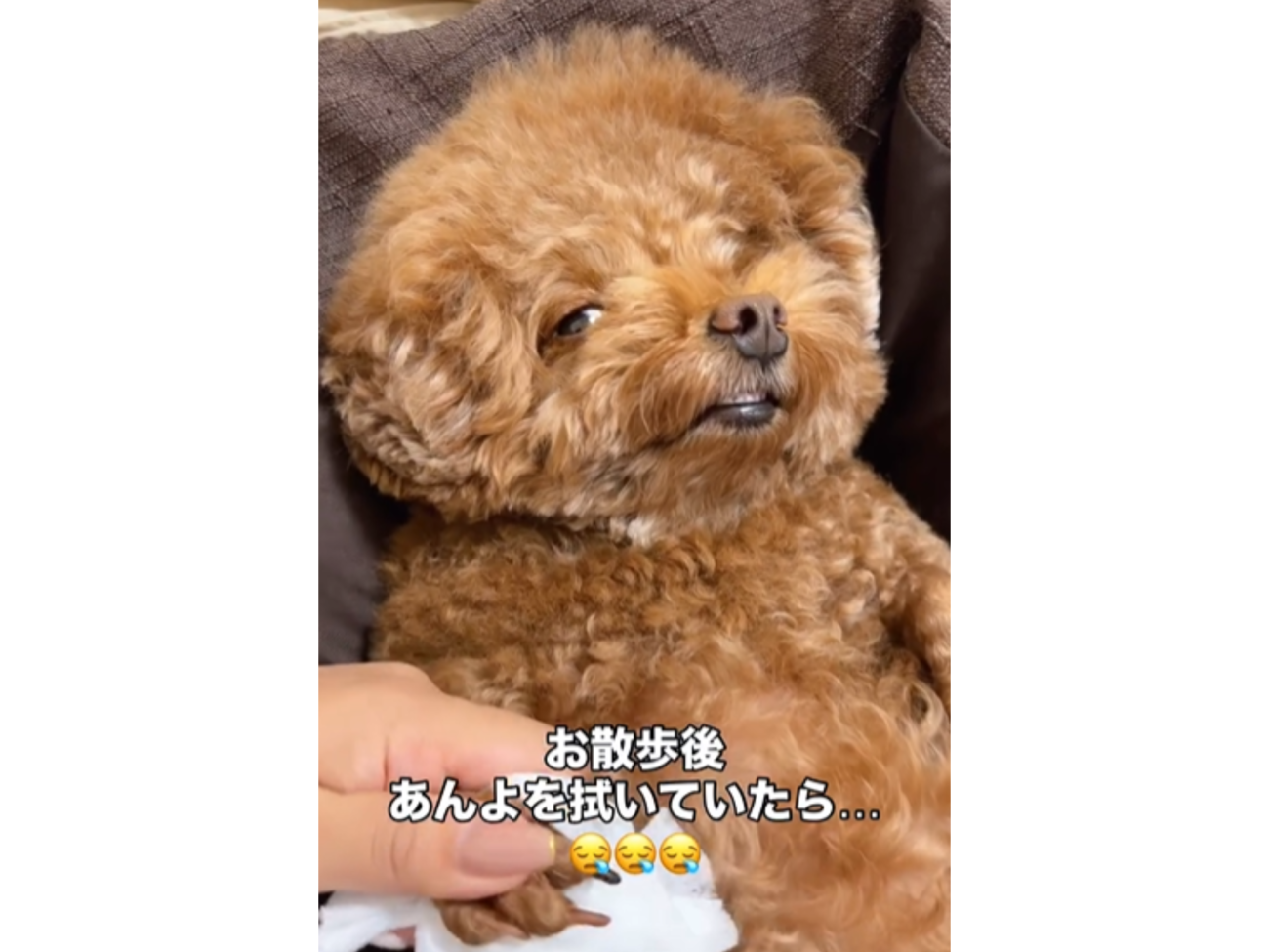 リクエストトイプードル作品 photo-output-86-1300x975.png