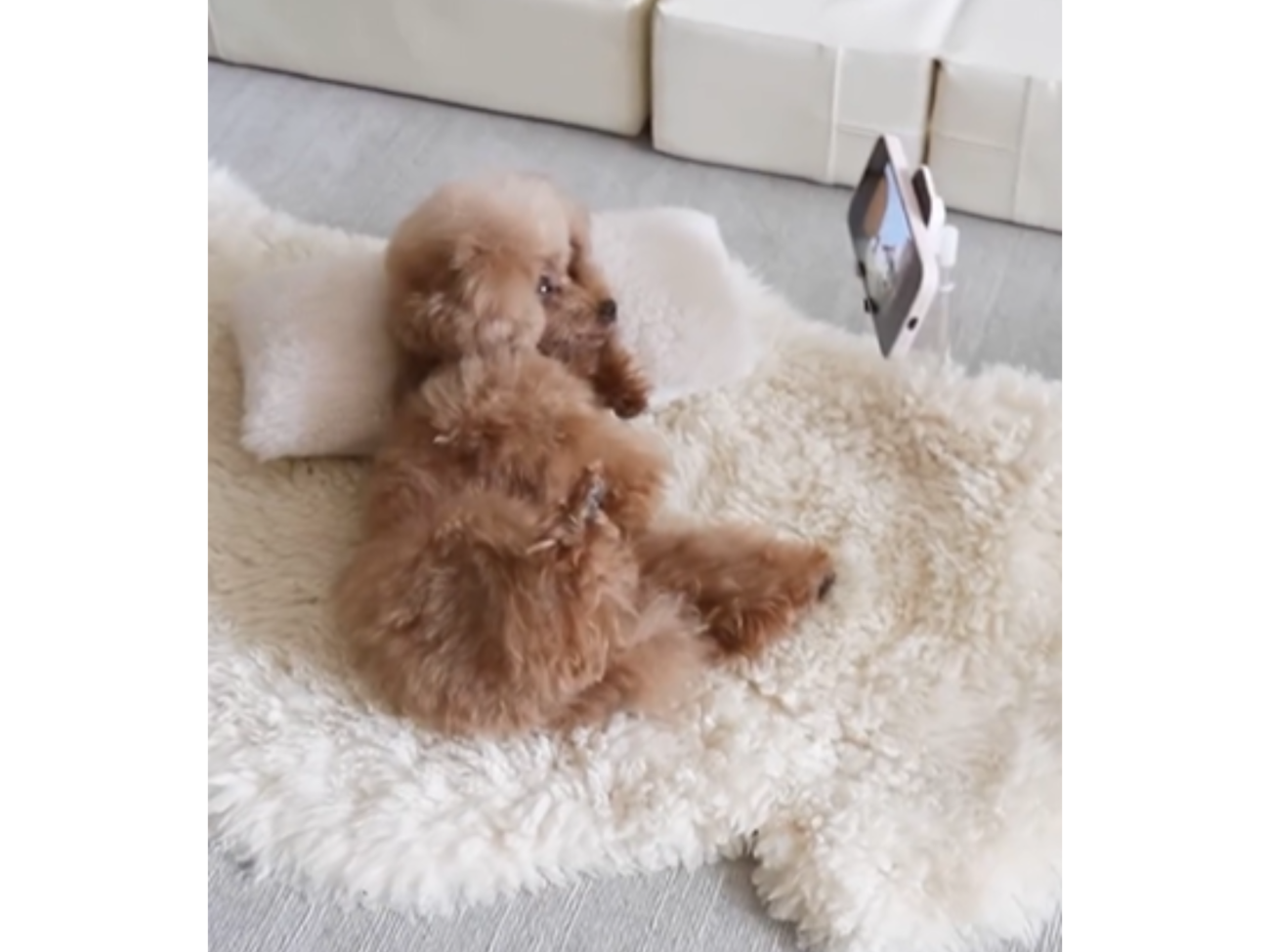 犬やめた？】「ごろ寝でスマホ」を楽しむトイプードルがもはやおじさん