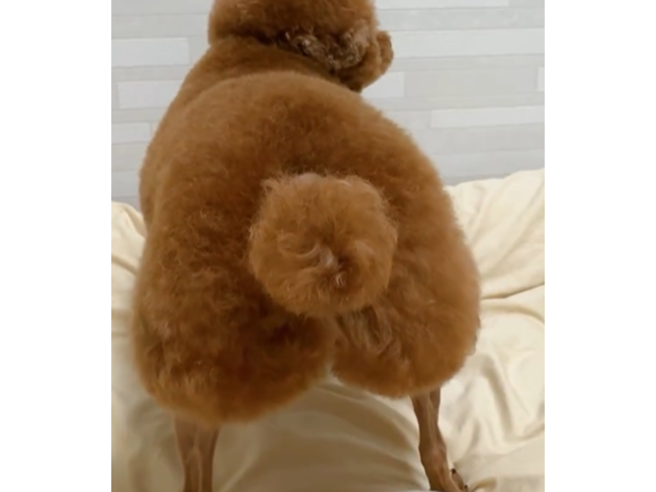 完璧」「ずっと見てられる」と大絶賛されたトイプードルの桃尻カットが