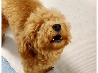 トイプードル