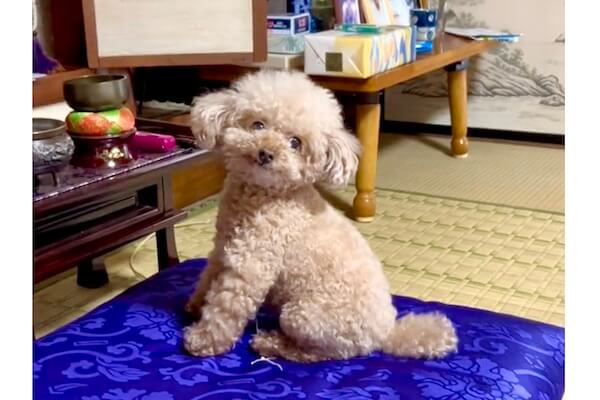 そ、そこは…！座るところを完全に間違えているトイプードルに笑った