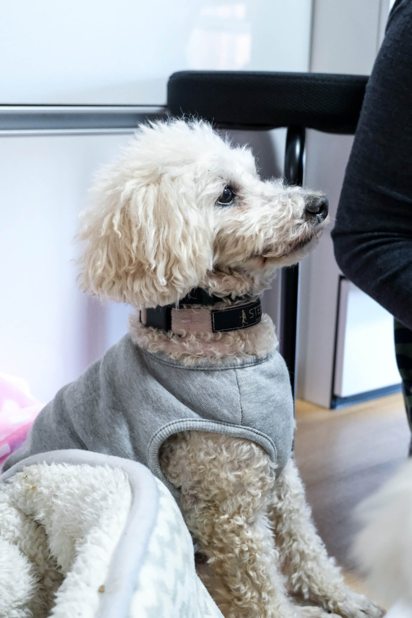 犬オーナー必見】20歳と19歳のトイプードル！食事の工夫、病気、サプリ