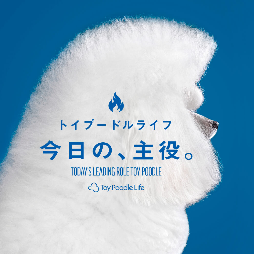 トイプードルライフ特集：今日の、主役