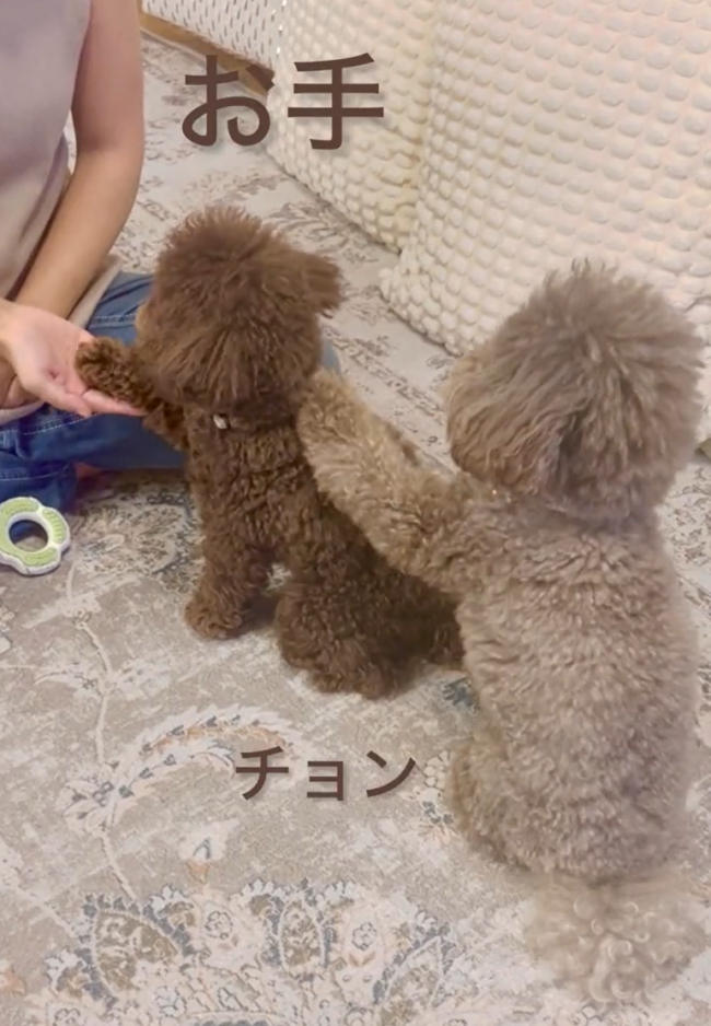 トイプードル