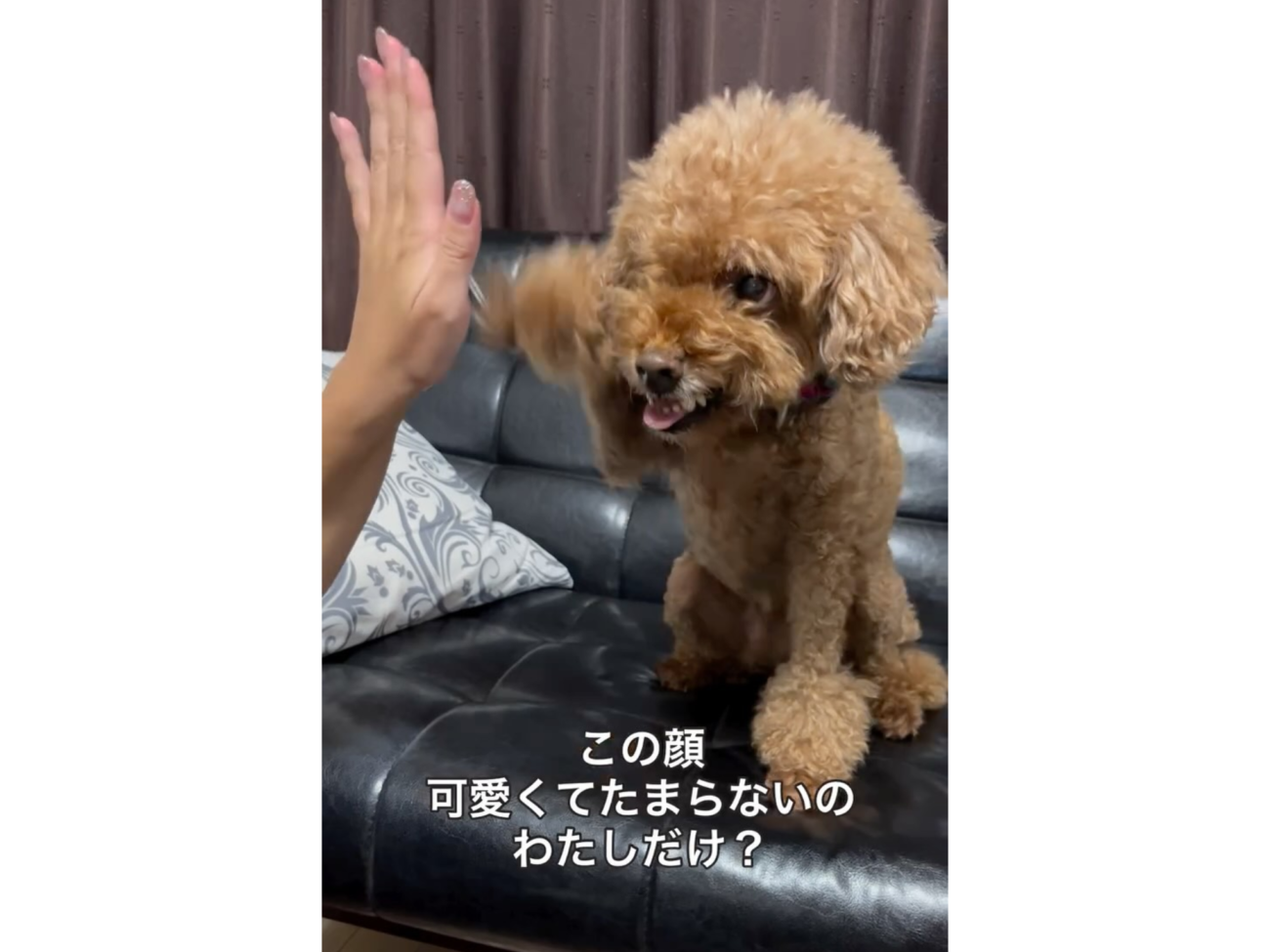 顔と仕草が合ってない…ガルルモード真っ最中でも言われたら『タッチ