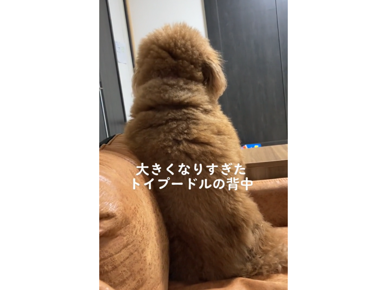 ｽﾞﾄﾞーﾝ）たくましく成長したトイプードルの背中に「親方と呼ばせて